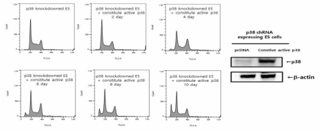 constitute active p38 발현에 의한 p38의 knockdown 유도 tetraploid cells의 diploid cells로의 변화. p38 knockdown 마우스 배아줄기세포를 constitute active p38을 transfection 하면서 5 passage동안 계대배양한 후 DNA 양을 측정. constitute active p38 발현양은 웨스턴 블롯으로 검증