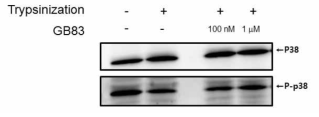 Trysinization에 의한 p38 인산화의 변화. 마우스 배아줄기세포를 trypsin receptor 인 PAR2에 대한 저해제 GB83 존재하에서 trysinization 3 분간 한 후 블롯팅을 실시