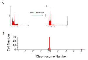 SIRT1의 knockout이 실험관내 반복계대 배양에 의한 마우스 배아줄기세포의 tetraploid cells의 형성에 미치는 영향. 정상 및 SIRT1 knockout 마우스 배아줄기세포를 feeder free gelatin coated dish에서 25 passage동안 계대배양한 후 세포주기 (A) 및 전체 cell population에서의 metaphase에서의 염색체 수 분포 (B)를 측정