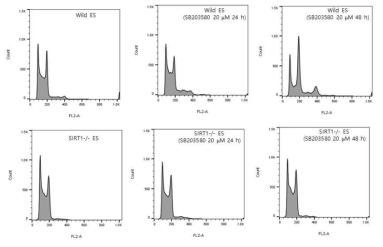 SIRT1 knockout이 p38 inhibitor에 의한 마우스 배아줄기세포의 tetraploid cells의 형성에 미치는 영향. 정상 및 SIRT1 knockout 줄기세포주에 SB203580을 처리한한 후 DNA 양을 측정