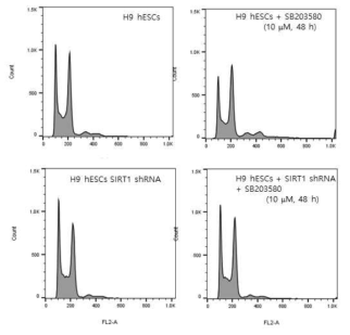 SIRT1 knockdownt이 p38의 inhibition에 의한 인간 배아줄기세포의 tetraploid cells의 형성에 미치는 영향. 정상 및 SIRT1 knockdown 인간줄기세포주 (H9)에 SB203580 10 mM을 48 시간 동안 처리한 다음 DNA 양을 측정