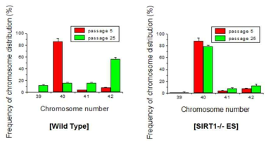 SIRT1 knockout에 의한 염색체 수 이상 방지. 정상 및 SIRT1 knockout 마우스 배아줄기세포를 feeder free gelatin coated dish에서 25 passage 동안 계대 배양한 후 chromosome number를 측정