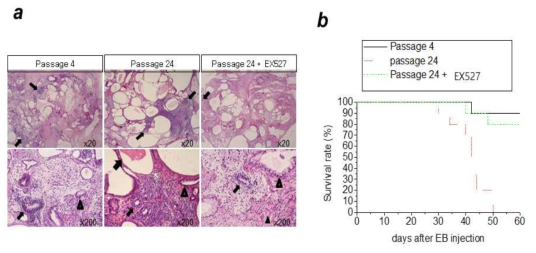 장기간 계대배양 마우스 줄기세포로부터 유래된 embryoid body cells의 발암성 및 EX527에 의한 발암성 억제 효과. 마우스 배아줄기세포를 20 passage동안 EX527 존재하에서 배양한 후 embryoid body를 만든 후 단일 세포로 만든 후에 복강내에 주입한 후 생긴 teratoma를 조직염색하고 (a) 또한 생존율도 측정하였다 (b). 검은색 화살표는 primitive neuroepithelium을 나타냄