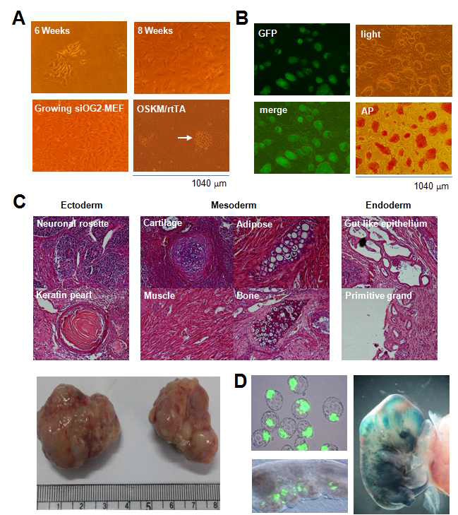 Immortalization된 생쥐 MEF-Oct4-GFP 세포와 OSKM에 의해 유도된 줄기세포의 분화능 조사. A) Immortalization된 생쥐 MEF-Oct4 GFP와 OSKM 유도 MET 모양. B) 제작된 유도만능줄기세포의 AP 및 GFP 발현. C) 유도만능줄기세포의 테라토마 형성과 삼배엽 분화. D) GFP와 X-Gal 염색에 의한 유도만능줄기세포의 배아형성능 조사