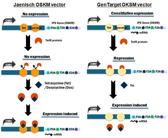 Inducible polycistronic 역분화유전자 발현 렌티바이러스 벡터 모식도