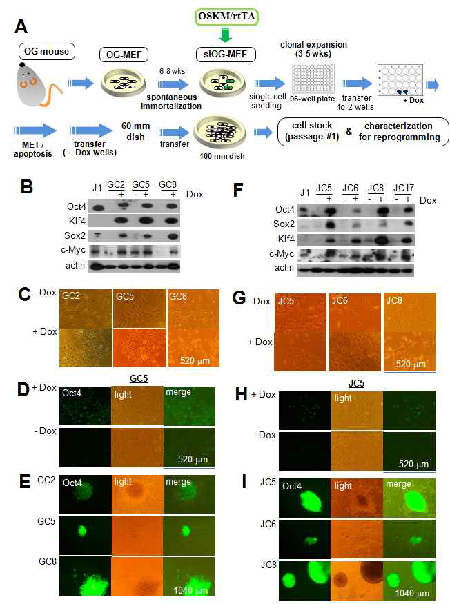 제작된 iOSKM clone의 역분화 유전자 발현 및 유도만능줄기세포 형성능조사