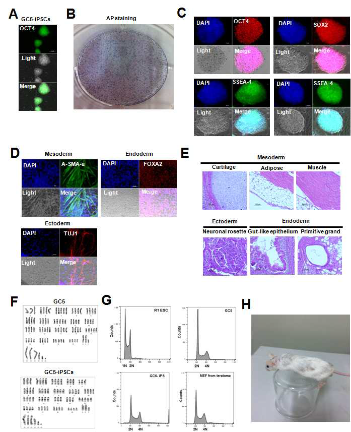 GC5로부터 유래된 iPSC의 특성 분석 A) GC5 유래 iPSC의 형광 및 광학 분석. B) GC5 유래 iPSC의 alkaline phosphatase (AP) 염색. C) GC5 유래 iPSC의 stemness 단백질에 대한 형광 분석. D) GC5 유래 iPSC의 embryoid body 형성을 통한 분화시 삼배엽 형성능 조사. E) GC5 유래 iPSC의 테라토마를 통한 삼배엽 분화능 분석. F) GC5 유래 iPSC의 핵형분석. G) cell cycle 분석을 통한 GC5 유래 iPSC의 염색체 측정. H) GC5 유래 iPSC의 키메라 형성능 분석