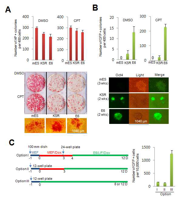 Colony forming assay를 통한 리프로그래밍 효율 측정 A) AP 형성에 의한 리프로그래밍 효율 측정. B) GFP 형성에 의한 리프로그래밍 효율 측정. CPT: CHIR, PD, TSA. C) 리프로그래밍 유도 조건 모식도