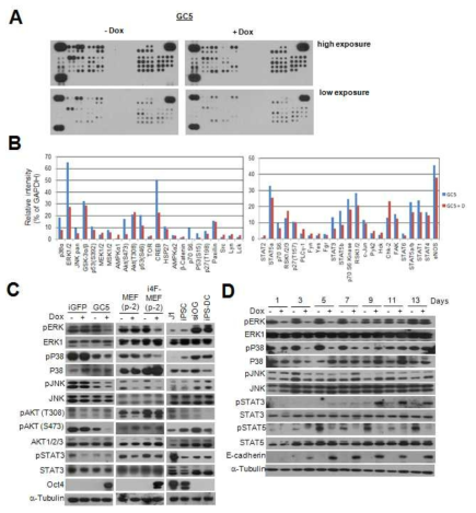 GC5세포를 이용한 리프로그래밍 초기 신호전달 분석 A) Phospho-kinase array를 이용한 신호전달분석. B) Image J를 이용한 phospho-kinase array의 상대적 density 분석. C) Western blot에 의한 신호전달분석. D) Western blot에 의한 리프로그래밍 시간별 신호전달분석