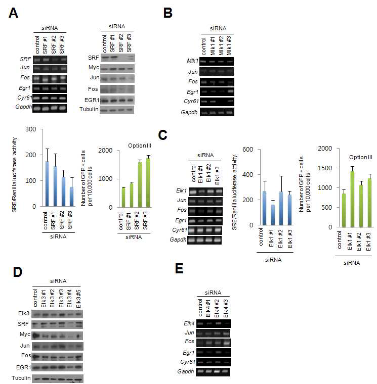 SRF 활성 관여 단백질들의 발현 감소에 의한 프로그래밍 효율 측정 A) SRF siRNA oligonucleotide에 의한 SRF 발현 감소에 관한 RT-PCR과 Western blot 조사 및 SRF 활성과 리프로그래밍 효율 측정. B) MKL1 siRNA oligonucleotide에 의한 MKL1 발현 감소에 관한 RT-PCR 조사. C) Elk1 siRNA oligonucleotide에 의한 Elk1 발현 감소에 관한 RT-PCR 조사 및 SRF 활성과 리프로그래밍 효율 측정. D) Elk3 siRNA oligonucleotide에 의한 Elk3 발현 감소에 관한 Western blot 조사. E) Elk4 siRNA oligonucleotide에 의한 Elk4 발현 감소에 관한 RT-PCR 조사