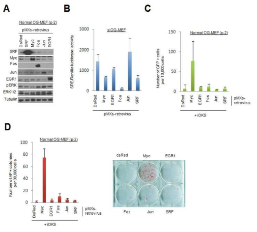 IEG에 의한 정상세포에서 리프로그래밍 효율 측정 A) 정상 리프로그래밍 세포인 OG-MEF에서 pMXs 리트로바이러스에 의한 IEG 발현 조사. B) immortal OG-MEF에서 pMXs 리트로바이러스 기반 IEG 발현에 의한 SRF 활성도 조사. C) 정상 OG-MEF에서 pMXs 리트로바이러스 기반 IEG 발현에 의한 리프로그래밍 효율 측정. D)정상 OG-MEF에서 pMXs-IEG 발현에 의한 alkaline phosphatase 기반 리프로그래밍 효율 측정