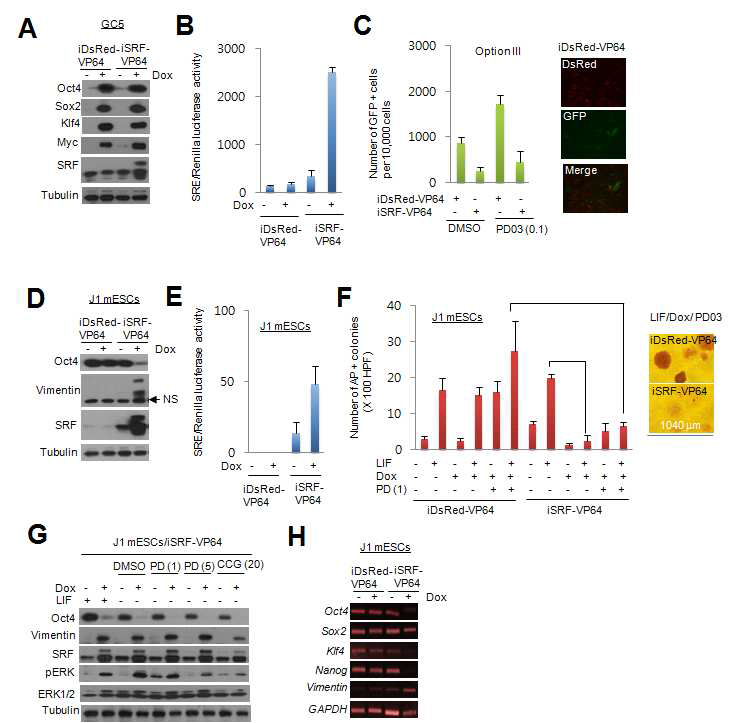 SRF 활성 변화에 의한 리프로그래밍 및 stemness 측정 A) SRF-VP64에 의한 GC5 세포에서 리프로그래밍 인자 발현 변화. B) SRF-VP64에 의한 GC5 세포에서 SRF 활성측정. C) SRF-VP64에 의한 GC5 세포 리프로그래밍 억제상의 ERK inhibitor의 효과. D) SRF-VP64에 의한 생쥐 ESC 분화. E) SRF-VP64에 의한 생쥐 ESC에서 SRF 활성측정. F) 생쥐 ESC stemness 상의 SRF-VP64의 효과. G) Dox-inducible SRF-VP64 함유 생쥐 ESC의 stemness에 미치는 ERK inhibitor의 효과. H) Dox-inducible SRF-VP64 함유 생쥐 ESC의 stemness 유전자 발현 조사
