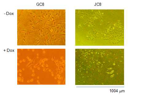 Dox에 의해 세포괴사가 유도되는 GC8과 JC8 clone의 광학 현미경 관찰 (그림 8 C&G에서 차용하여 확대한 것임)