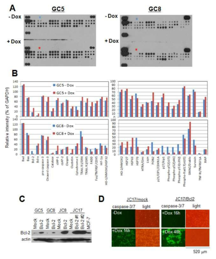 Apoptosis protein array를 이용한 리프로그래밍 유도 세포괴사 단백질 규명 A) Apoptosis membrane의 western blot 분석. *, Bcl-2. B) Image J를 이용한 apoptosis array의 상대적 density 분석. C) Western blot에 의한 Bcl-2 과발현 세포주 분석. D) Caspase 3/7-GFP 형광분석에 의한 세포괴사도 관찰