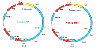 기구축된 XL-5 벡터 기반 Oct4-promoter-GFP 및 Nanog-promoter-RFP 벡터 모식도