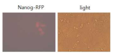 사람유도만능줄기세포에서 Nanog-RFP 발현