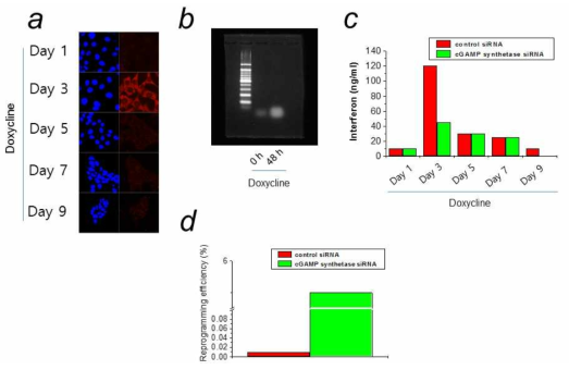 리프로그래밍 과정 중에 세포질내 single strand DNA의 증가 및 cyclic GAMP synthetase를 활성화에 의한 리프로그래밍 효율 변화. (a) 리프로그래밍 과정 중 세포질내 single strand DNA 검출. (b) 리프로그래밍 48시간 후에 세포질내 DNA의 전기영동. (c) cGAMP synthetase knockdown에 의한 interferon beta의 분비 변화. (d) cGAMP synthetase knockdown에 리프로그래밍 효율 증대