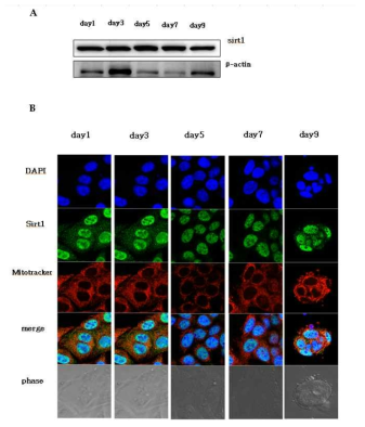 리프로그램밍 과정중 SIRT1의 발현 변화. Doxycyclin-inducible OKSM 발현 lentivirus가 infection된 100% 리프로그램밍 효율을 보이는 단일세포에 doxycline을 처리하여 OKSM을 발현시킨 후 이틀 간격으로 SIRT1 발현을 면역블롯 (A) 및 면역형광염색으로 측정함 (B)