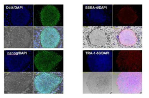 SRT172처리에 의해 유도된 유도 만능 줄기세포의 pluripotent marker 발현