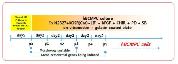 The overall scheme of hBCMPC derivation from hESCs