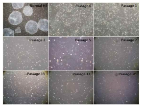 Morphological changes during MSCLCs derivation from hESCs