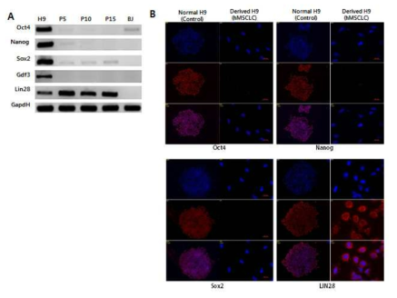 Expression of pluripotency markers in MSCLCs.(A) Pluripotency marker를 확인 한 RT-PCR. MSCLC로부터 얻어진 Total RNA를 passage 5, 10, 15일 때 isolated하여 분석함. H9 hESC와 BJ skin fibroblasts는 positive와 negative control로 사용됨. (B) Immunofluorescence분석을 통해 pluripotency 확인함. MSCLC가 passage 10일 때 고정하여 nanog, oct4, sox2, lin28 antibody를 붙여 staining 후 Cy3와 conjugation함. 핵 염색은 DAPI를 이용