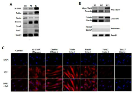 Expression of differentiation marker for three germ layers in MSCLCs. (A) RT-PCR을 통해 MSCLC의 분화 marker확인. Total RNA는 Passage 5인 MSCLC로 부터 isolation되었고 H9 hESC와 BJ skin fibroblasts는 negative와 positive control로 사용 됨. (B) MSCLC의 Passage별 differentiation marker의 발현양상 확인. (C) Immunofluorescence분석을 통해 MSCLC의 분화 marker 확인. MSCLC는 Passage10일 때 고정하여 내, 중, 외배엽 특성 antibody로 staining후 cy3로 conjugation함. 핵은 DAPI로 염색