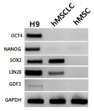 Comparison of pluripotent markers between hMSCs and hMSCLCs