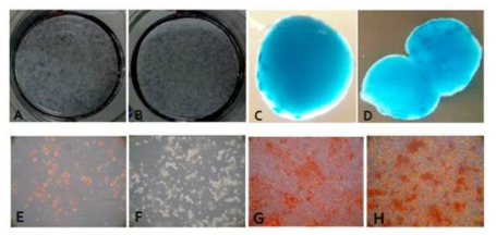 Comparison of osteogenesis, chondrogenesis, and adipogenesis between hMSCs (A,C,E,G) and hMSCLCs. (B,D,F,H)