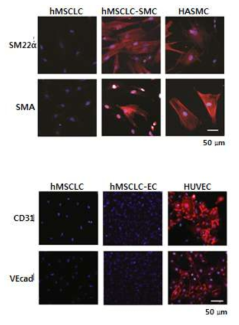 Differentiation of hMSCLC into smooth muscle. hMSCLC and HUVEC were differentiated into endothelial cells (ECs) or smooth muscle cells (SMCs) via culture in EC differentiation medium or SMC differentiation medium