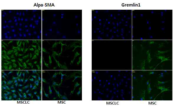 Expression of Alpa-SMA(control) and gremlin1 in MSCLCs vs MSC