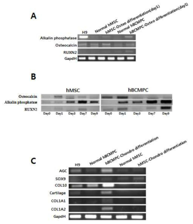 Analysis of osteoblast and chondrocyte markers during osteogenesis and chondrogenesis of hBCMPCs and MSC. (A) Osteogenesis differentiation medium에서 day1일째 배양 후 얻어진 sample과 differentiation 하기 전 cell과 비교하여 osteo-specific mRNA 발현 양 확인. (B) Osteogenesis differentiation medium에서 배양한 기간 별 Osteo-specific mRNA 발현 양 비교. (C) Chondrogenesis differentiation medium에서 배양 후 형성된 chondrocyte를 differentiation 하기 전 cell과 비교하여 chondro-specific mRNA 발현 양 확인