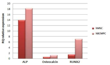 RT-qPCR analysis of osteoblast markers during osteogenesis of hBCMPCs