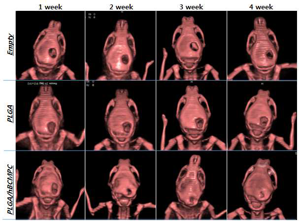 In vivo osteogenesis evaluation of hBCMPCs