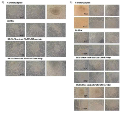 인장자극에 따른 iPS cells morphology 확인