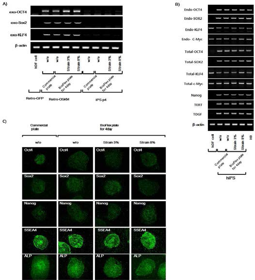 인장자극 따른 유도된 iPS cells maker 확인