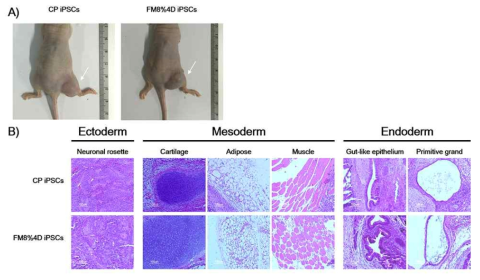 H&E 염색을 통한 teratoma formation 확