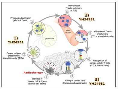 종양-면역 cycle에 있어서의 방사선 조사와 YH24931의 역할