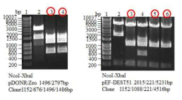 cEDIII-PIGS 유전자의 동물세포 발현을 벡터 제조