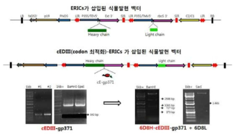 cEDIII-ERICs 유전자의 식물발현 벡터 확보를 위한 클로닝