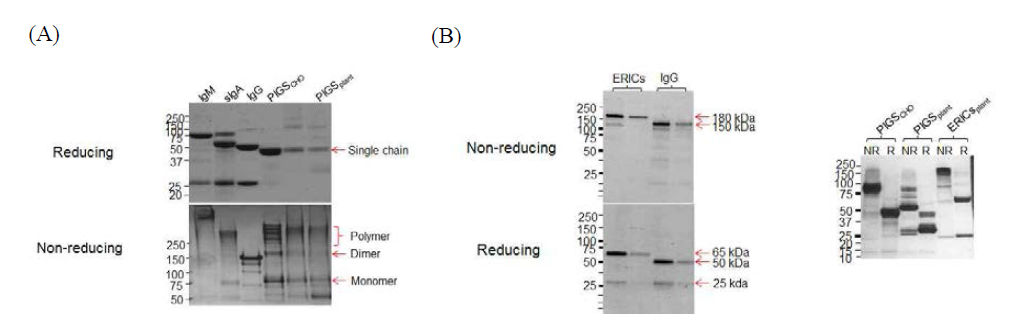 순수 분리정제 된 cEDIII-PIGS와 cEDIII-ERICs 단백질의 SDS-PAGE 결과