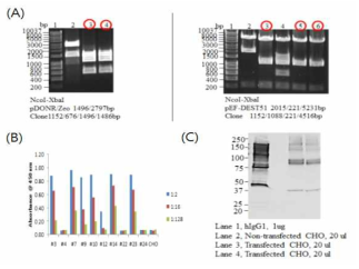 동물세포유래 PIGS platform 기반 면역복합체 항원융합 유전자 확보 및 단백질 발현. (A) PIGS 융합 유전자(cEDIII-PIGS)의 동물세포 발현을 위한 벡터 제조. (B) cEDIII-PIGS 고발현 세포주을 위한 ELISA 수행 및 고발현 세포주 선발. (C) 단백질 발현 확인을 위한 Western blot