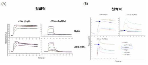 SPR을 이용한 ERICs platform 기반 면역복합체 항원융합 단백질의 항체수용체 결합능력 분석. (A) 1:1 친화력 분석. (B) 1:다수 결합력 분석
