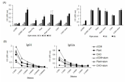 항원(cEDIII) 특이적 IgG 항체 유도 반응 분석