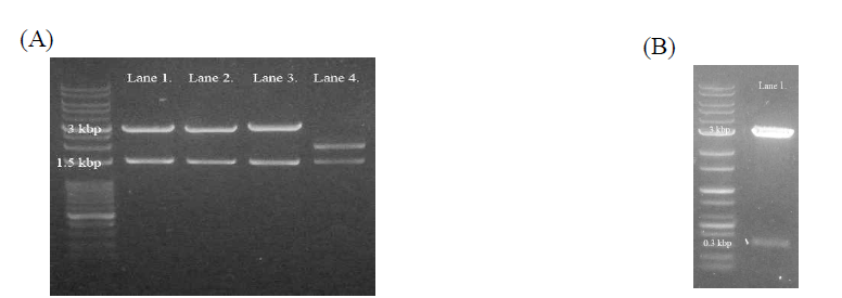 Gel electrophoresis를 이용하여 각각의 sample을 restriction enzyme 처리 후에 loading 함. (A) Lane 1, 2, 3, 4는 각각 DENV1(1,485 bp), DENV2(1,485 bp), DENV3(1,479 bp), DENV4(1,485 bp)의 E protein을 의미함. (B) Lane 1은 DENV2의 prM protein(315 bp)을 의미함