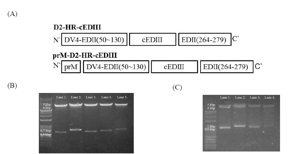 (A) 제작 항원의 유전자 모식도. (B), (C)는 gel electrophoresis를 이용하여 각각의 sample을 restriction enzyme cut하여 확인함. (B) Lane 1, D2-HR-cEDIII(603 bp); Lane 2, D2-HR-cEDIII-LL-37(723 bp); Lane 3, D2-HR-cEDIII-Co1(639 bp); Lane 4, D2-HR-cEDIII-P9-Co1(657 bp); Lane 5, D2-HR-cEDIII-P28-Co1(723 bp). (C)의 Lane 1, prM-D2-HR-cEDIII(918 bp); Lane 2, prM-D2-HR-cEDIII-LL-37(1,038 bp); Lane 3, prM-D2-HR-cEDIII-Co1(954 bp); Lane 4, prM-D2-HR-cEDIII-P9-Co1(981 bp)
