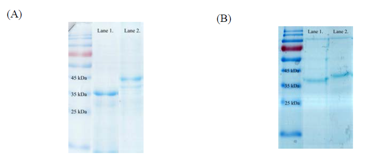 SDS-PAGE와 Western blot을 이용하여 단백질 발현 확인. (A) Lane 1, prM-D2-HR-cEDIII; Lane 2, prM-D2-HR-cEDIII-LL-37. (B) Lane 1, prM-D2-HR-cEDIII-Co1; Lane 2, prM-D2-HR-cEDIII-P9-Co1