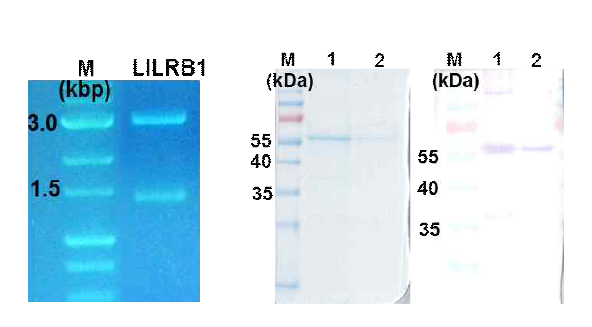 LILRB1 유전자 cloning 및 단백질 발현 정제 후 Western blot 분석