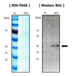 NS3 단백질 검증