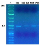 NS3-Co1 과 NS3-EP67 항원 유전자 확보